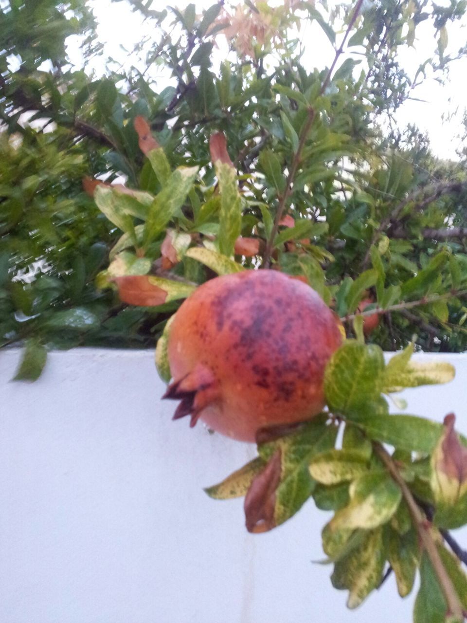 tree, fruit, branch, leaf, food and drink, growth, green color, food, freshness, nature, close-up, low angle view, healthy eating, focus on foreground, day, hanging, beauty in nature, no people, outdoors, green