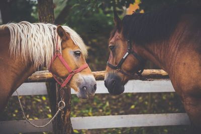 Close-up of horse