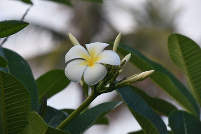 Close-up of white flowering plant