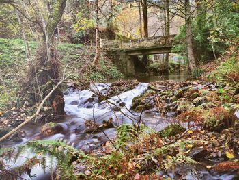 Close-up of cat on tree