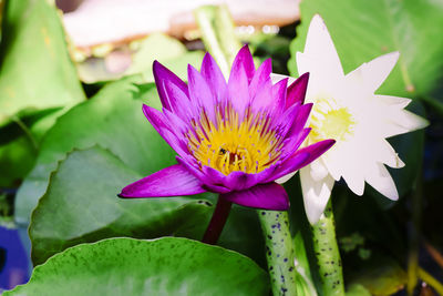 Close-up of pink water lily