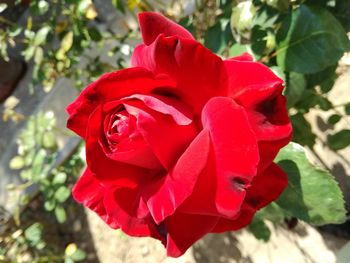 Close-up of red rose