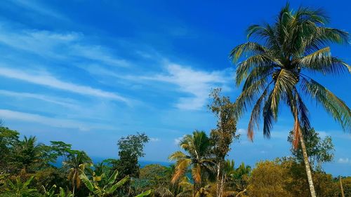 Low angle view of palm trees against sky