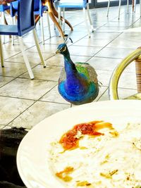 Close-up of bird eating food