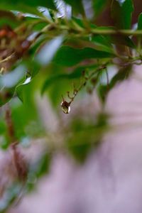 Close-up of insect on leaf