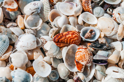 High angle view of shells