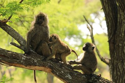 Monkey sitting on tree