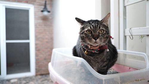 Close-up portrait of a cat