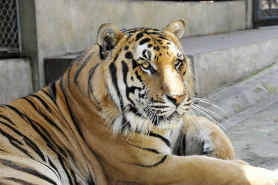 Close-up of tiger outdoors