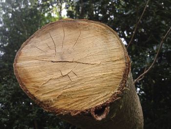 Close-up of tree stump