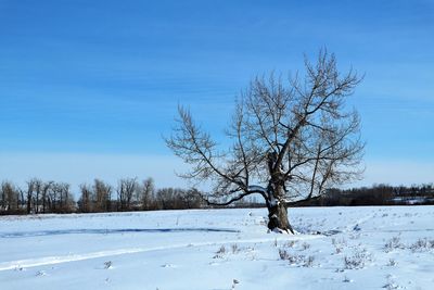 Bare tree on snow covered landscape against blue sky