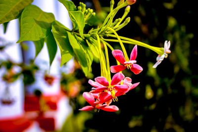 Close-up of pink flowering plant