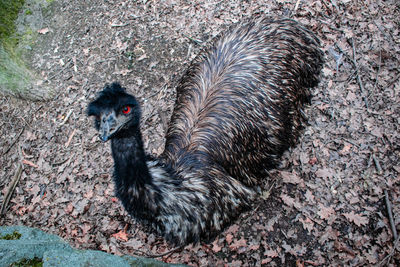 High angle view of bird on field