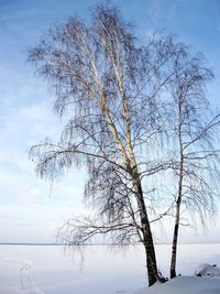 Bare tree against sky during winter