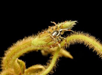 Close-up of insect over black background
