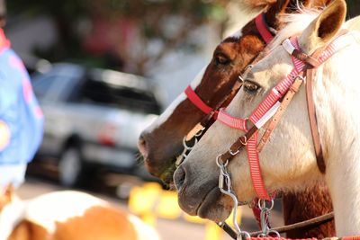 Close-up of horse