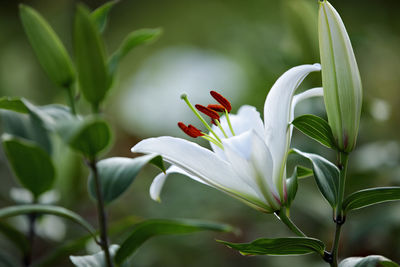 Close-up of white flowering plant