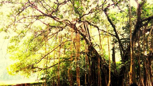 Low angle view of trees