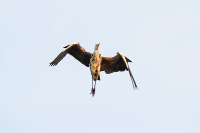 Low angle view of bird flying in sky