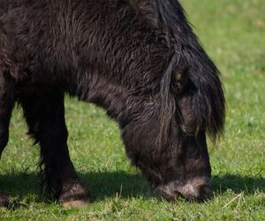 Close-up of horse grazing on field