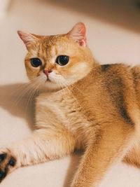 Close-up portrait of a cat