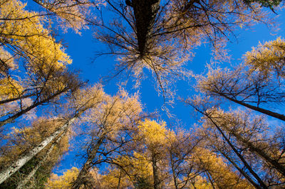 Low angle view of trees against sky