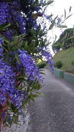 Flowers on tree