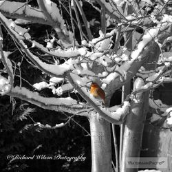 Close-up of bird perching on branch