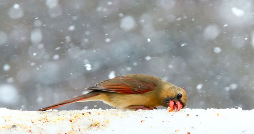 Close-up of bird perching on snow