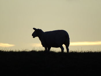 Silhouette of a horse on field