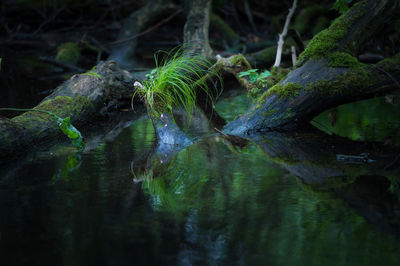 Close-up of turtle in forest