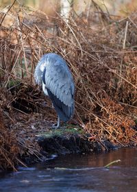 High angle view of gray heron perching on lake