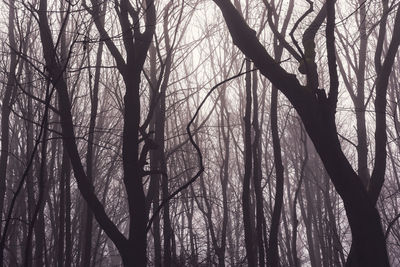 Low angle view of bare trees in forest