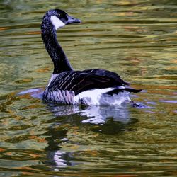 Duck swimming in lake