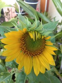 Close-up of sunflower on plant