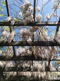 Low angle view of tree against sky