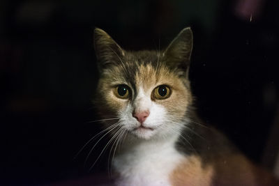 Close-up portrait of cat