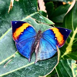 High angle view of butterfly on leaf