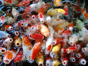 Close-up of fish swimming in sea