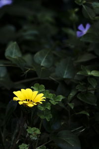 Close-up of yellow flowering plant