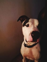 Close-up portrait of dog looking at camera