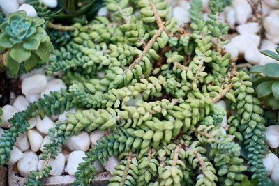 Close-up of succulent plants with stones in background