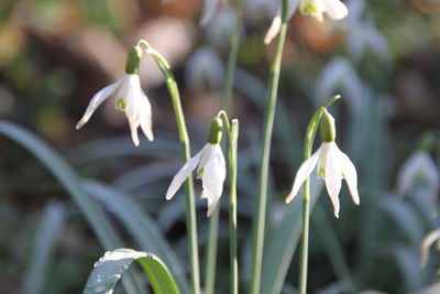 Close-up of white flowers
