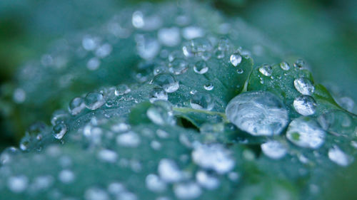Close-up of water drops on leaf