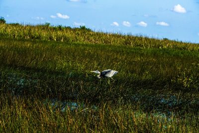 View of bird flying over field against sky