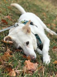 High angle view of dog on field