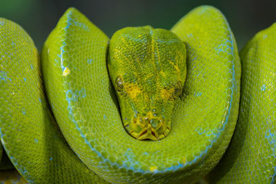 Close-up of green snake