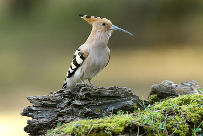 Close-up of bird perching on rock