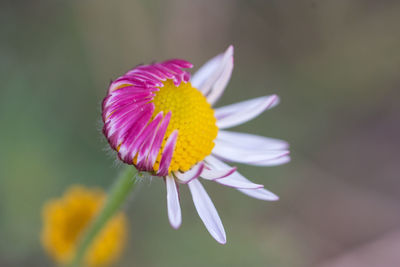 Close-up of purple flower