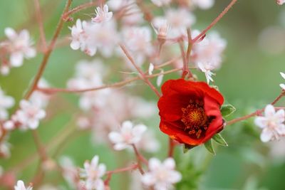 Close-up of red flowering plant